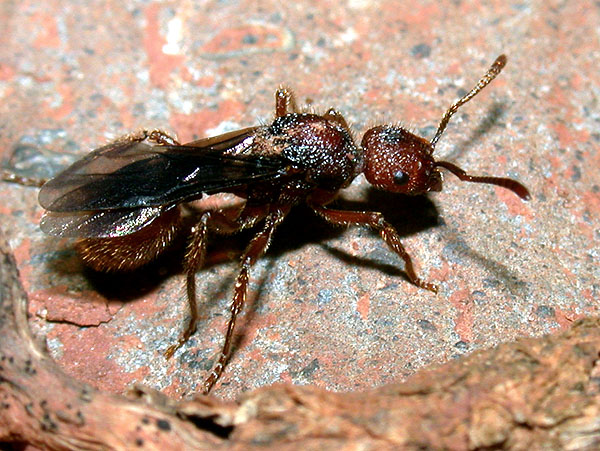 FIGURE 2e FIGURE 2e